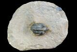 Minicryphaeus Trilobite - Lghaft , Morocco #86782-1